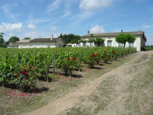 Domaine viticole Tournier et fils Libourne Château Rocher Figeac et Château Rocher Bonregard