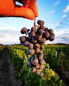 grappe raisin merlot et cabernet pour vin AOC château Rocher Figeac à Saint-Émilion