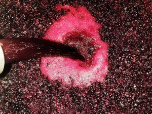 Vinification chai Tournier Libourne pour producteur vin AOC château Rocher Figeac à Saint-Émilion