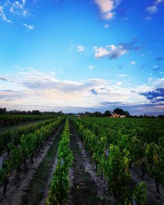 vigne merlot et cabernet pour vin AOC château Rocher Figeac à Saint-Émilion